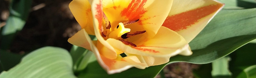 Moje mocne strony wspiera natura